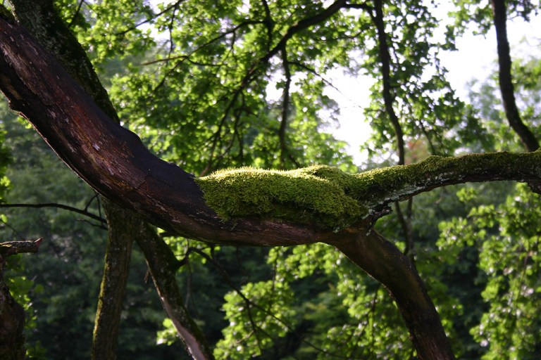 cristina colombo: musgo 5844