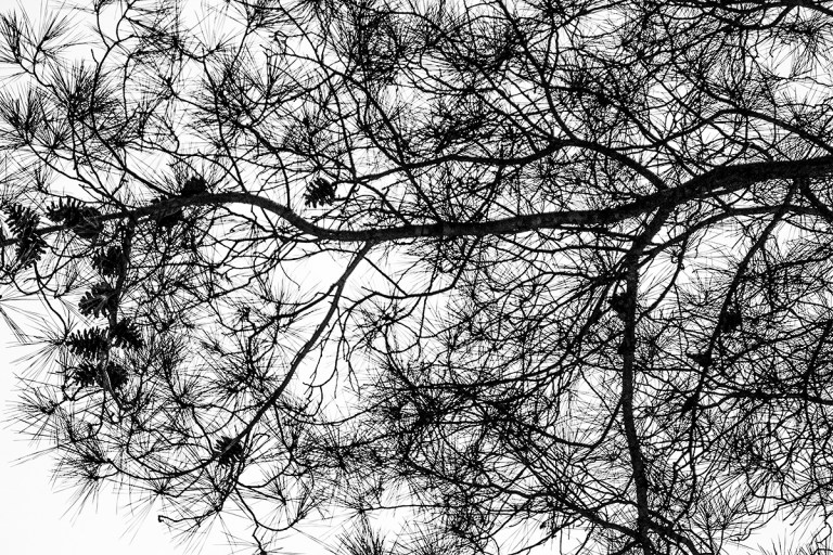 cristinacolombo_lores_grey_CRW_4151